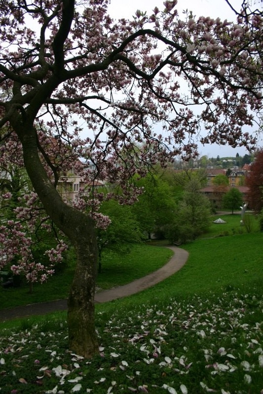 Falling blossoms