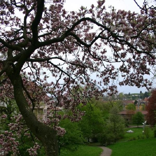 Falling blossoms