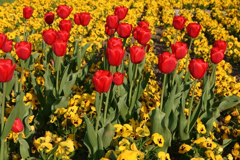 Flowerbed 1