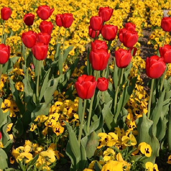 Flowerbed 1