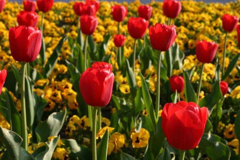 Flowerbed 2
