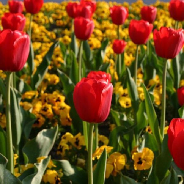 Flowerbed 2
