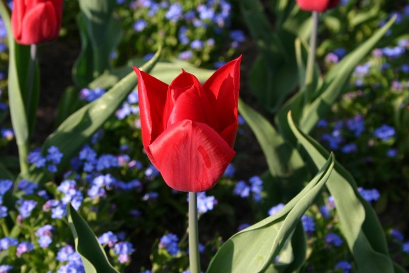 Flowerbed 3