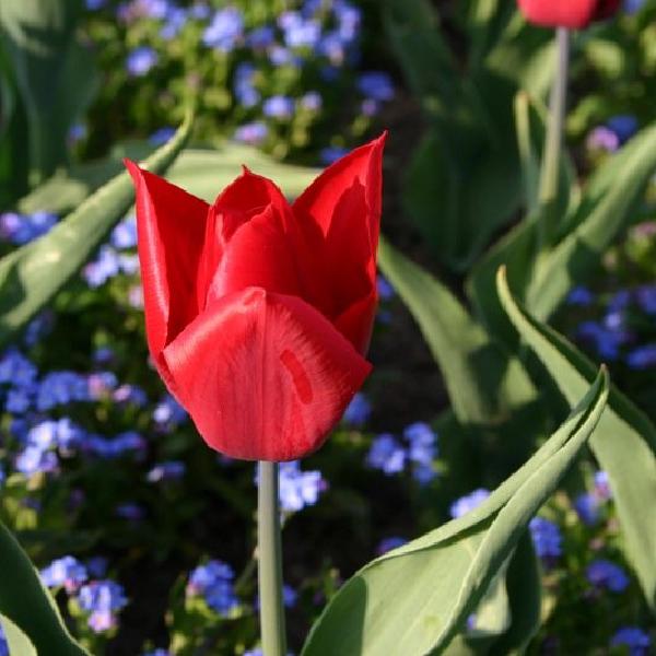 Flowerbed 3