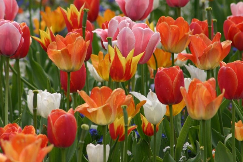 Flowers in Baden Baden