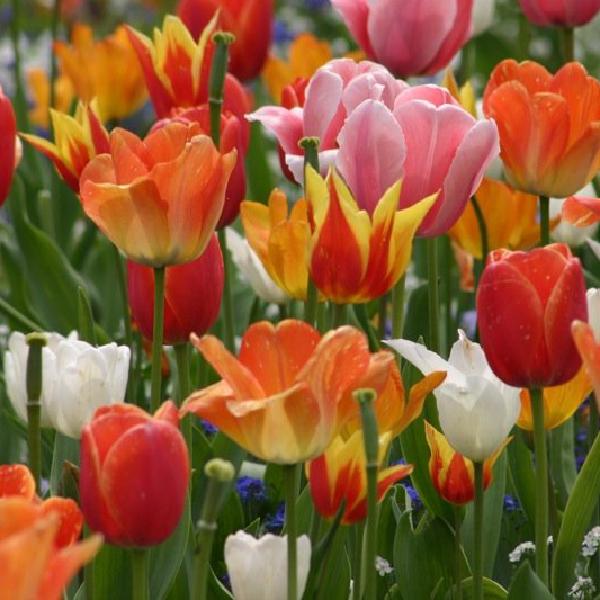 Flowers in Baden Baden