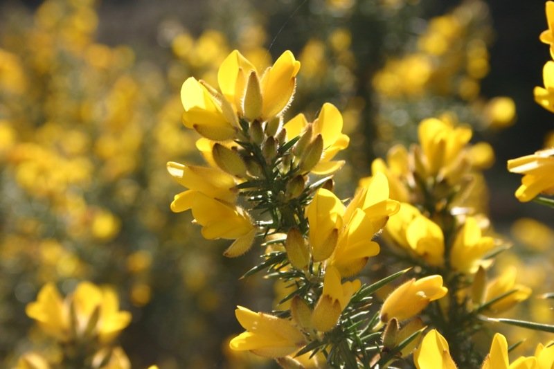 Gorse
