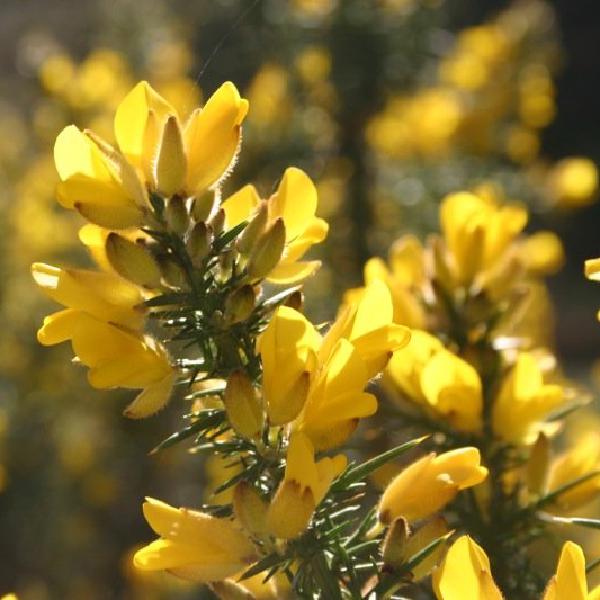 Gorse