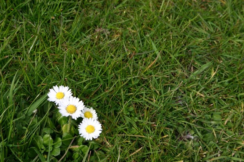 In the grass