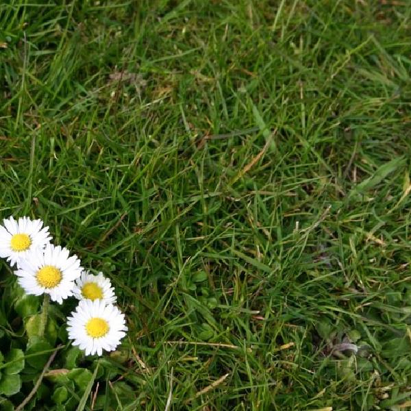 In the grass