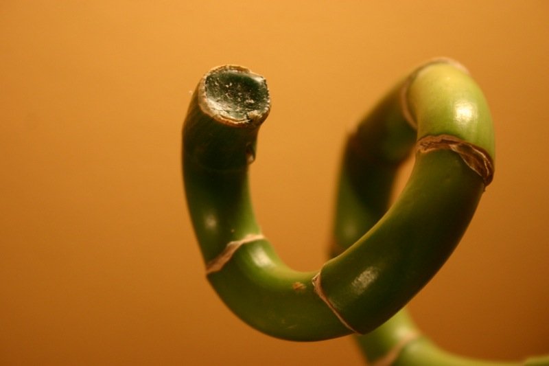Lucky bamboo