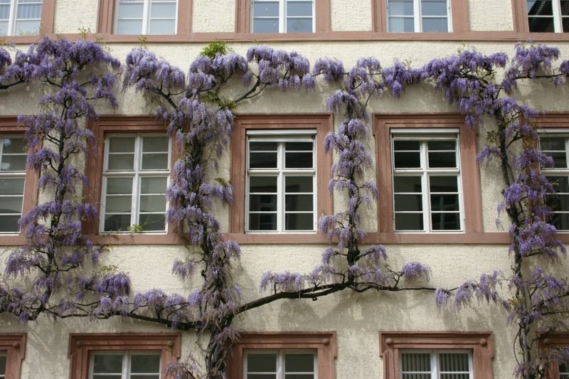 Pretty purple bloom