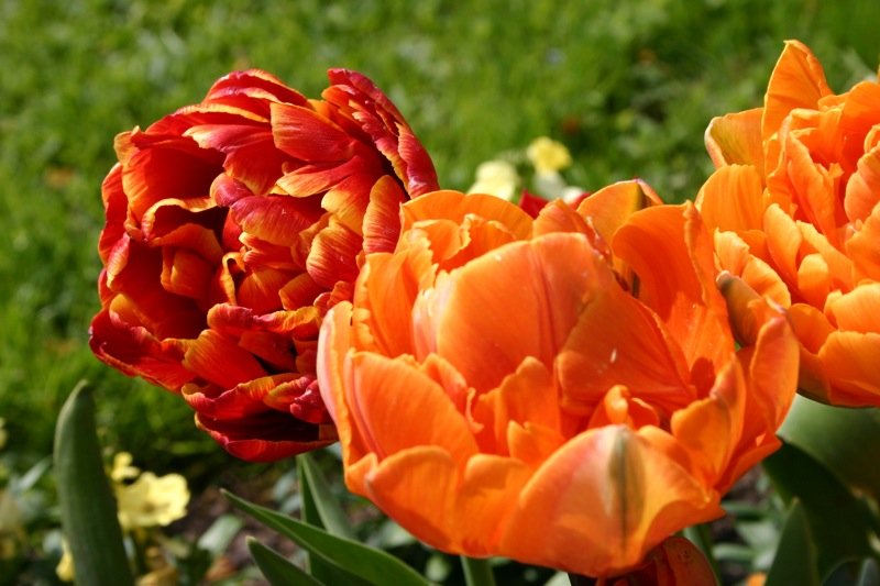 Red and orange