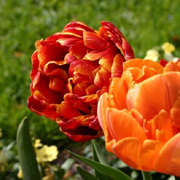 Red and orange