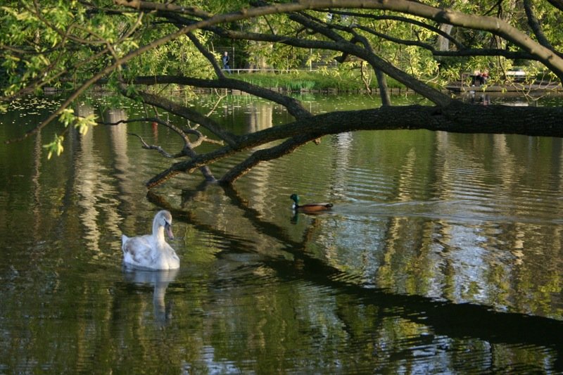 Signet
