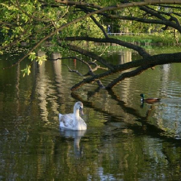 Signet