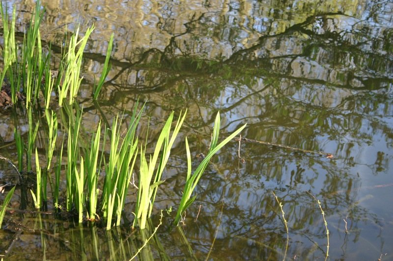 Sprouting through