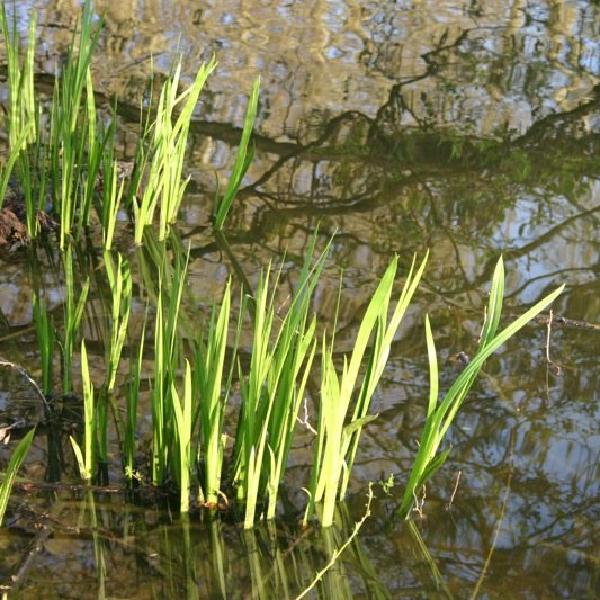 Sprouting through