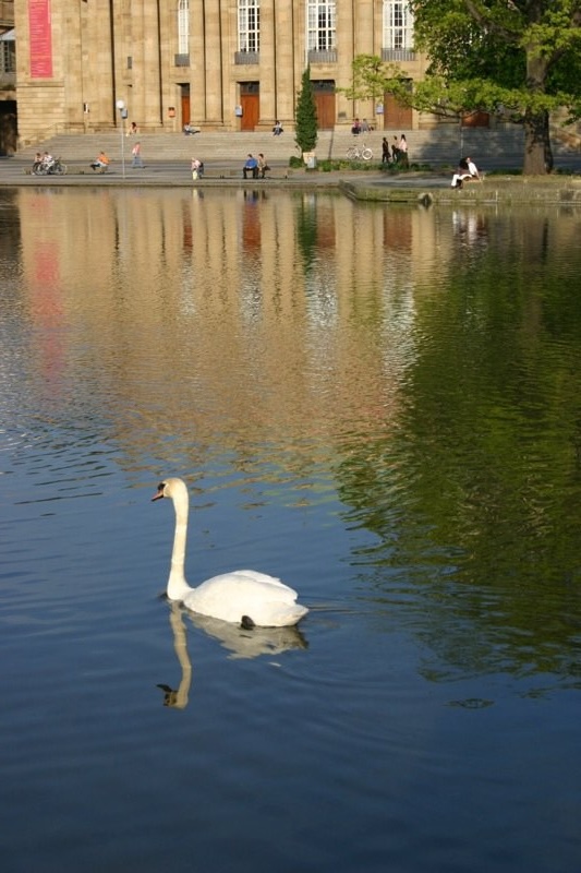 Swan reflections