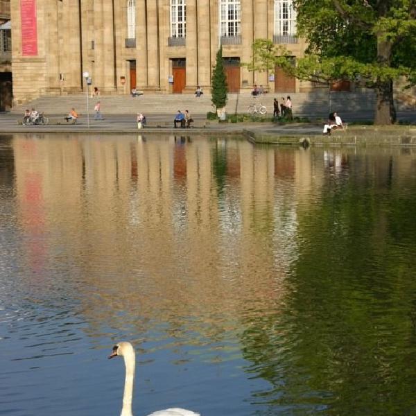 Swan reflections