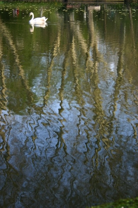 Swimming