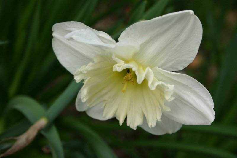White daffodil