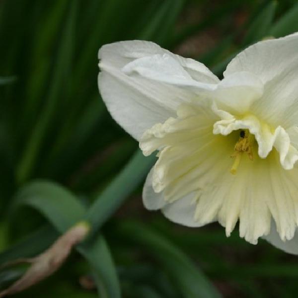 White daffodil