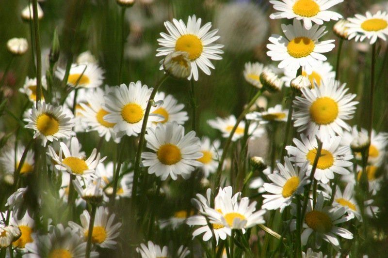 Daisies