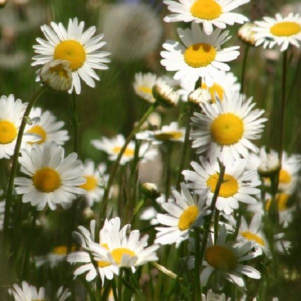 Daisies
