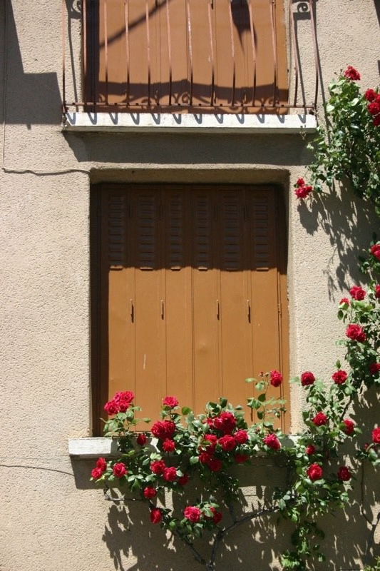 Flowers in the window