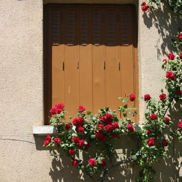 Flowers in the window
