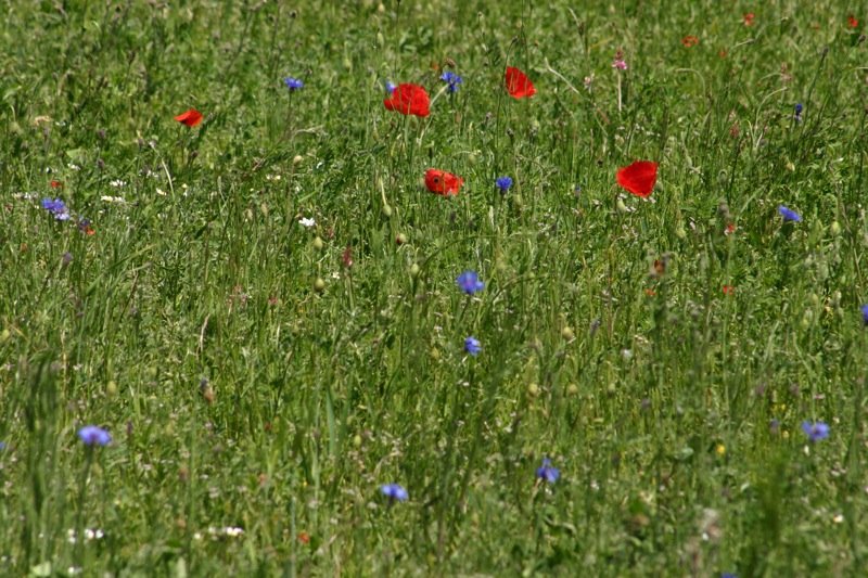Poppies in a sea of grass