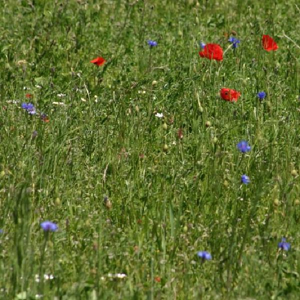 Poppies in a sea of grass
