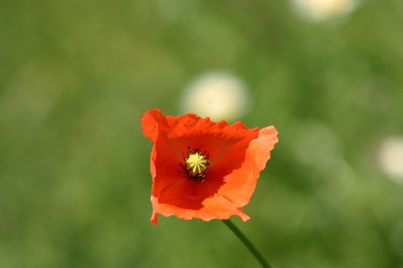 Poppy