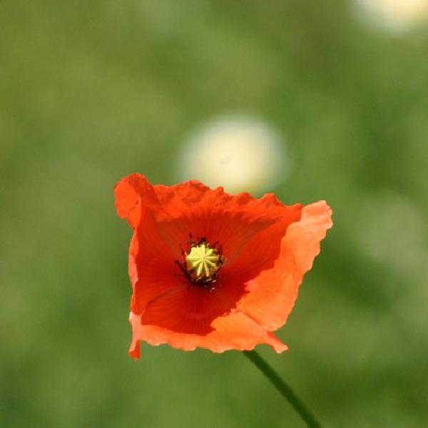 Poppy