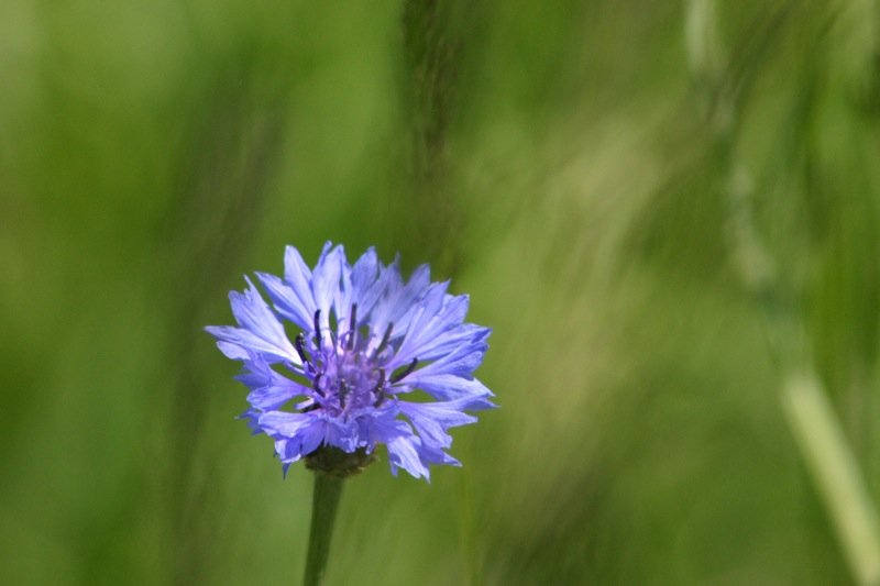 Purple flower