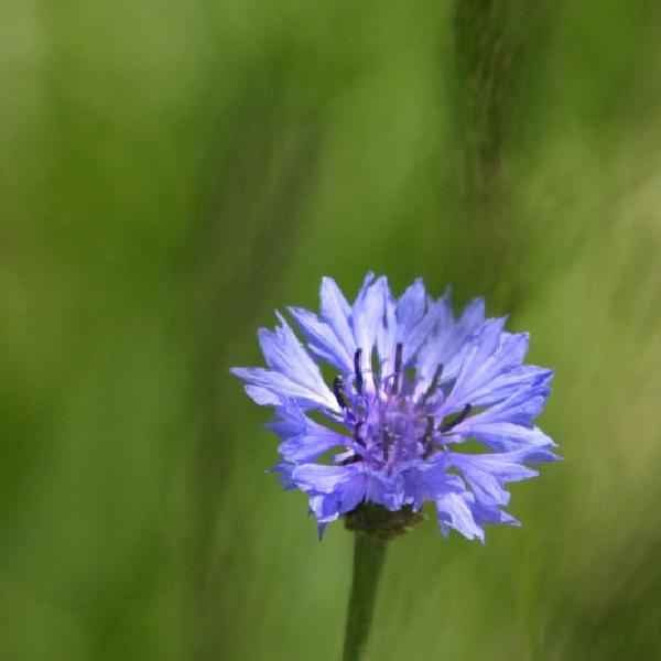 Purple flower