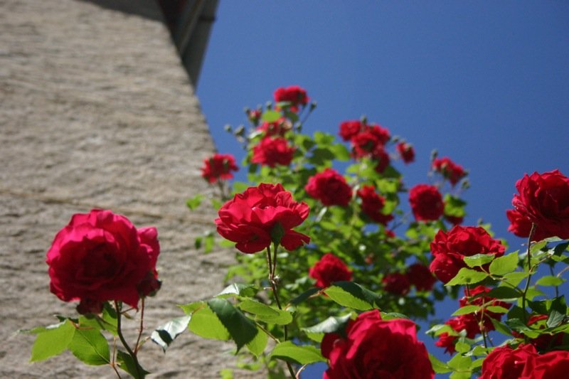 Roses