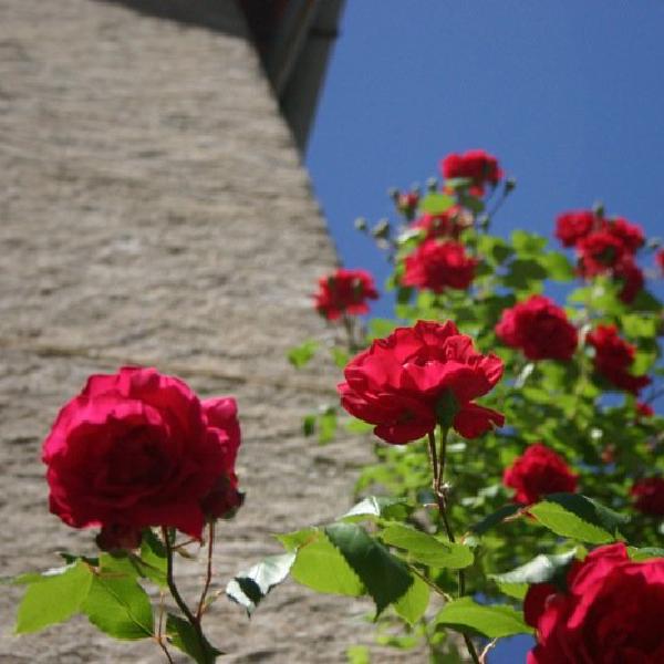 Roses