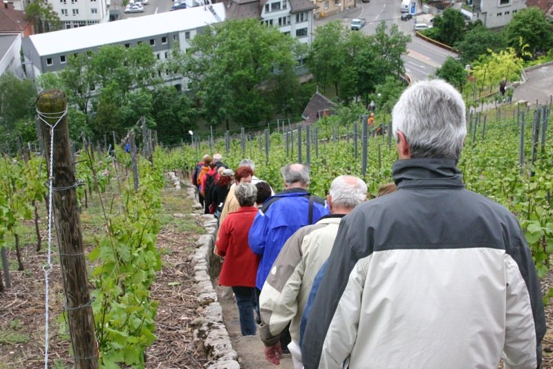 Through the vines