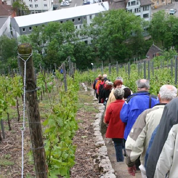 Through the vines