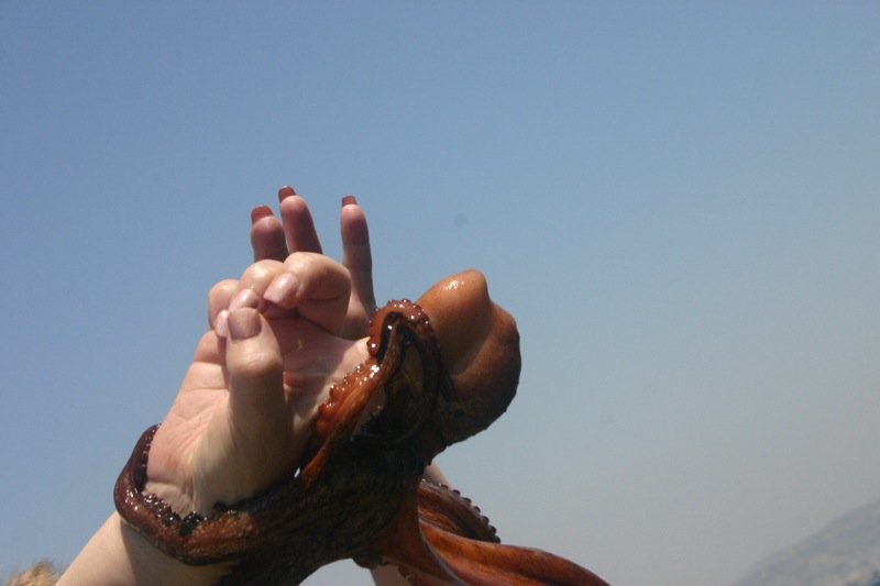 Attack of the octopus