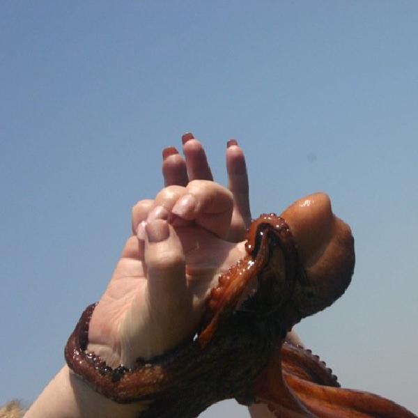 Attack of the octopus