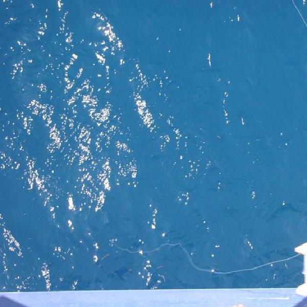 Octopus fishing
