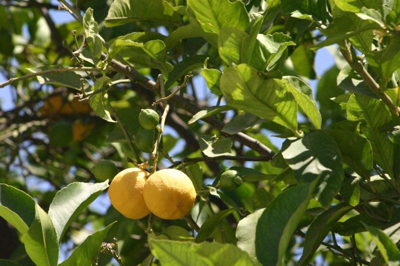 On the lemon tree