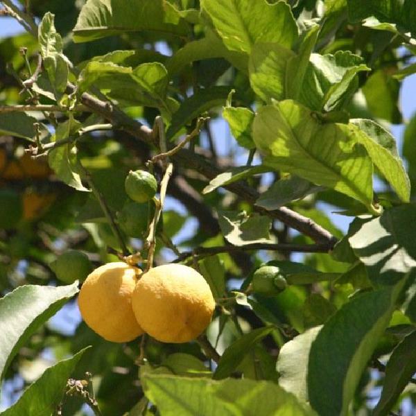 On the lemon tree