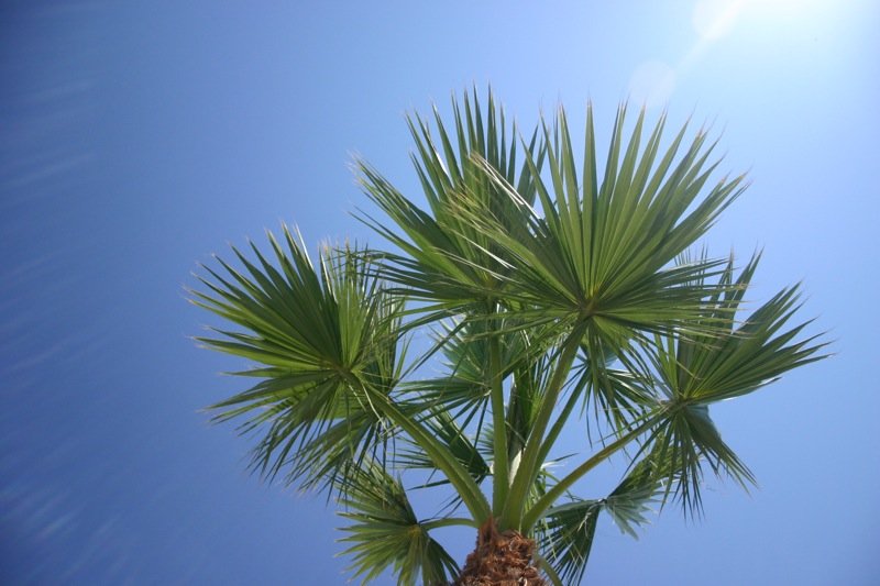 Palm