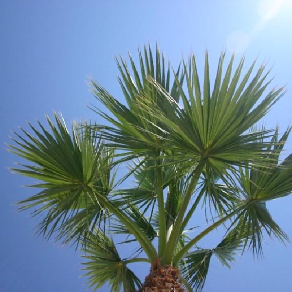 Palm
