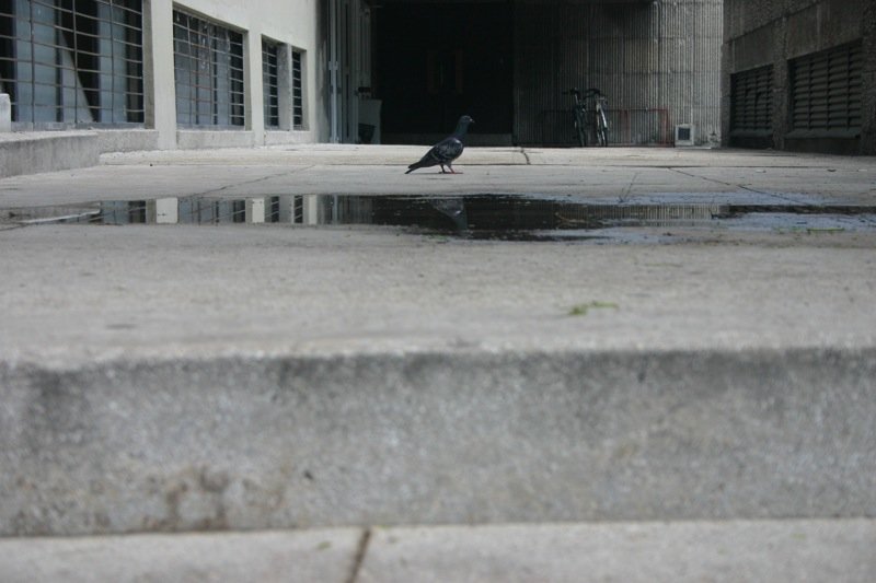 Skinny pigeon
