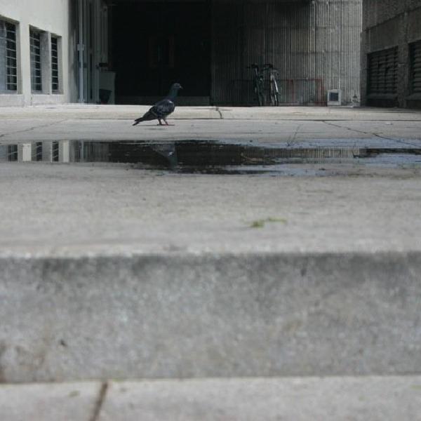 Skinny pigeon